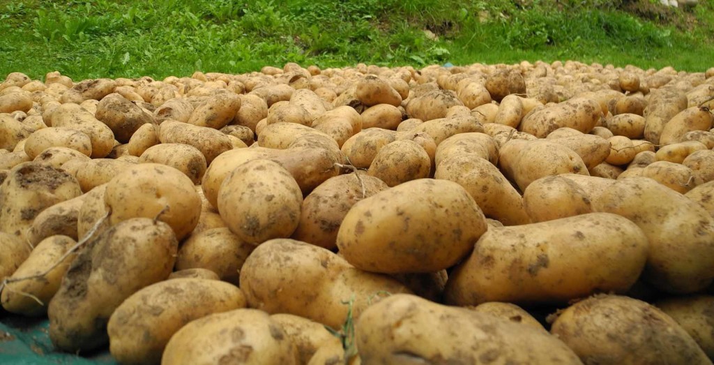 patate appena raccolte Gestialpestri