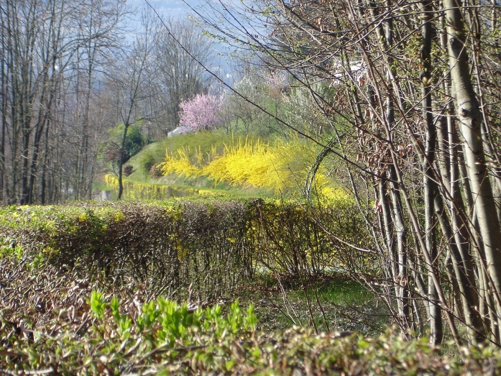 Fioritura a Vignui