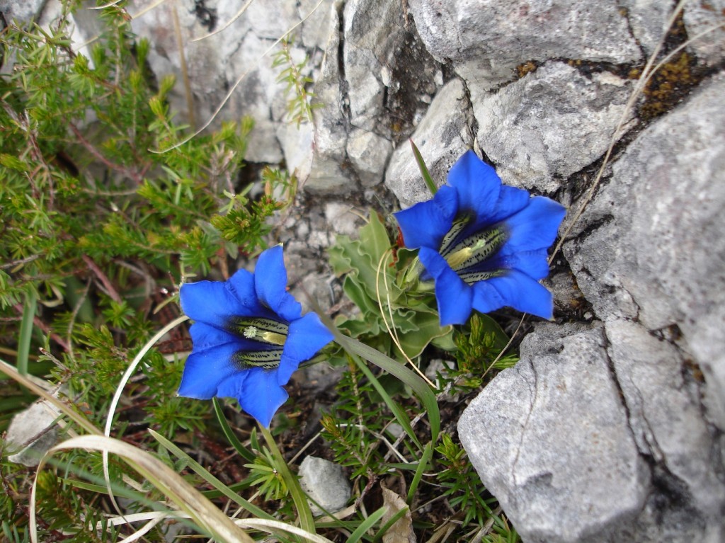 Genziane foto Gestialpestri