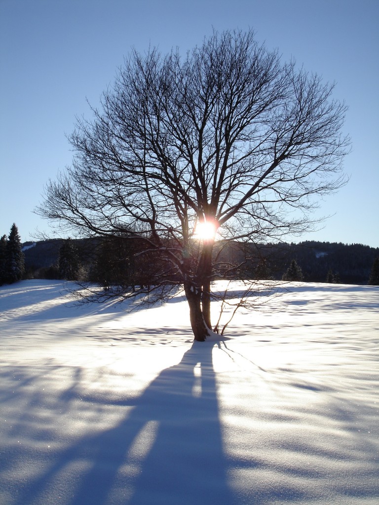 Paesaggio innevato foto GestiAlpestri