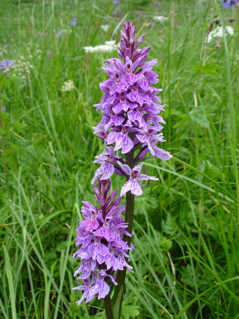 Orchidea di montagna foto Gestialpestri