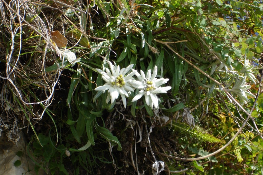 Stelle Alpine
