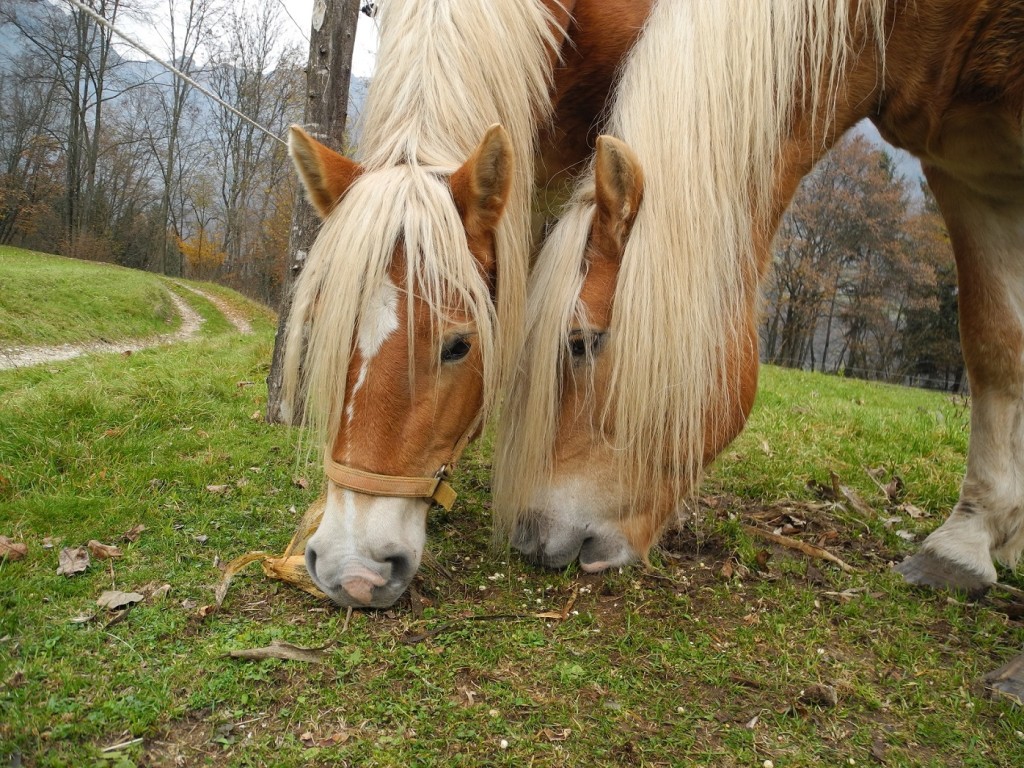 Cavalli a vignui foto Gestialpestri