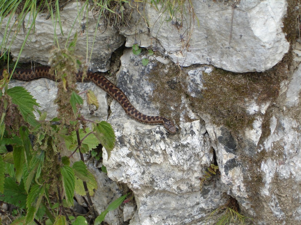 La Vipera