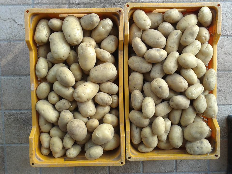 patate gestiAlpestri