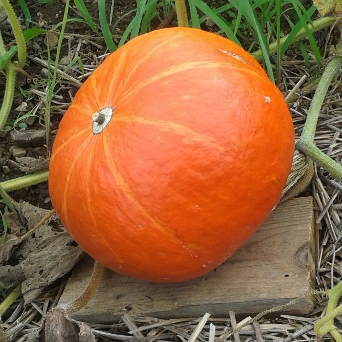 Zucca Gestialpestri