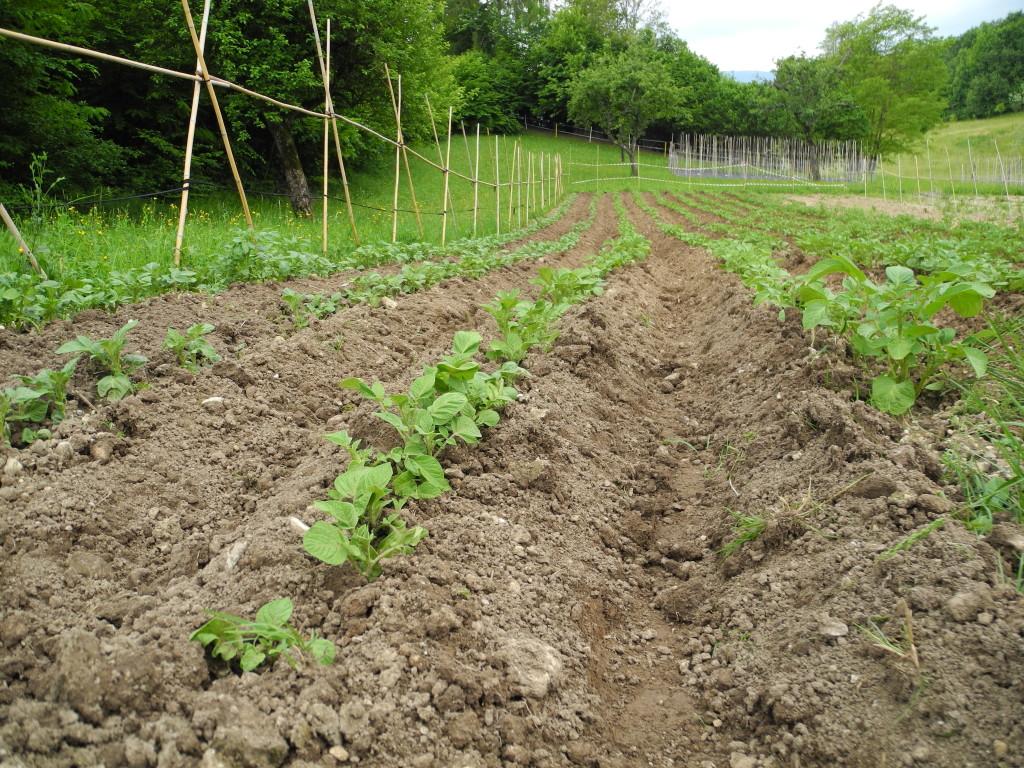 Rincalzo di terra alle piantine di patate_ Gestialpestri