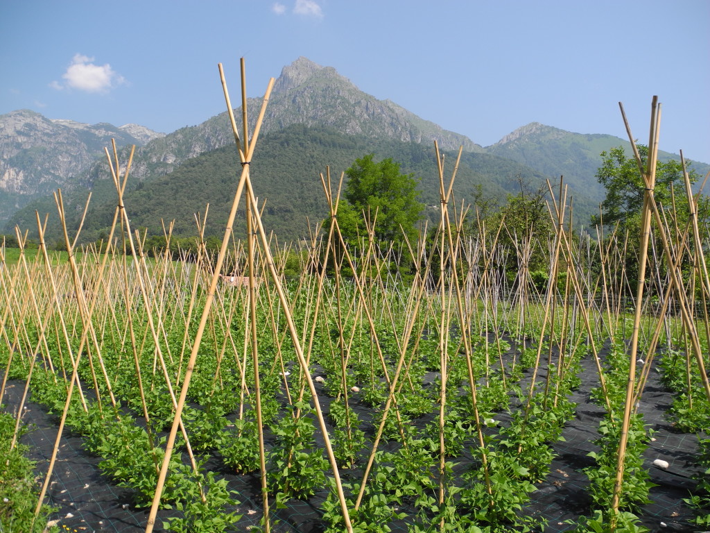 Piantine di fagioli Gialet_Gestialpestri