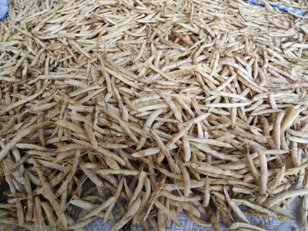 Essicazione Fagioli Gialet_Gestialpestri