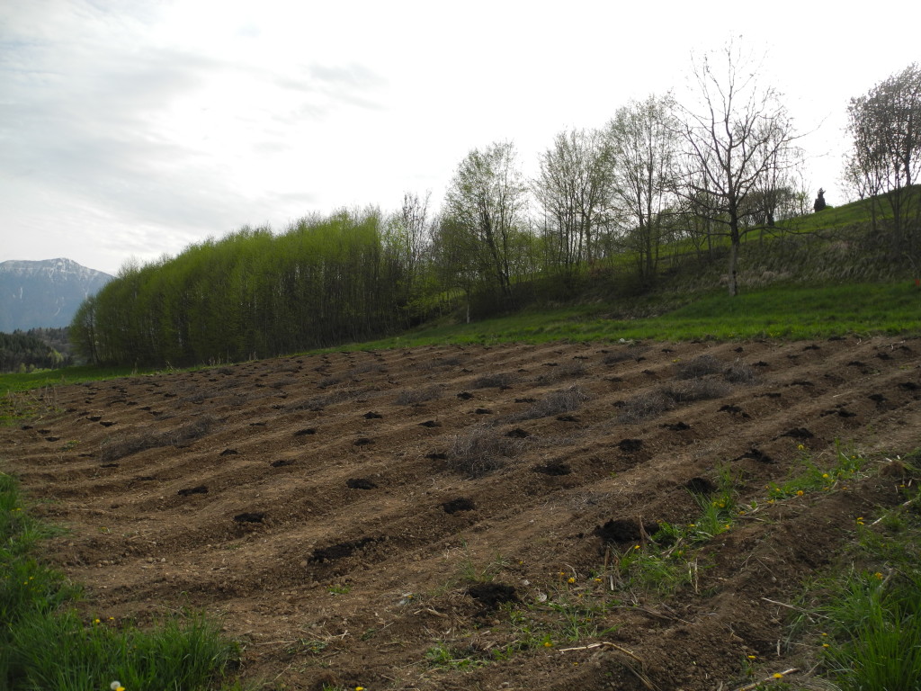 Campo di zucca concimato_Gestialpestri