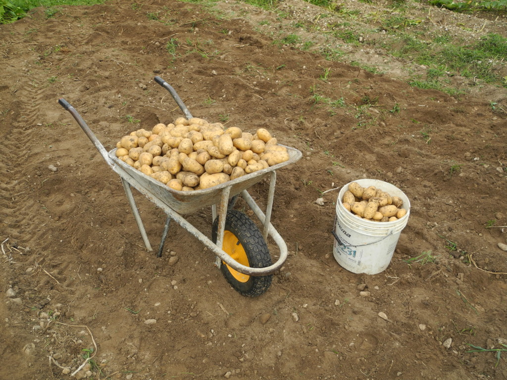 Raccolta delle patate secchio e carriola_Gestialpestri