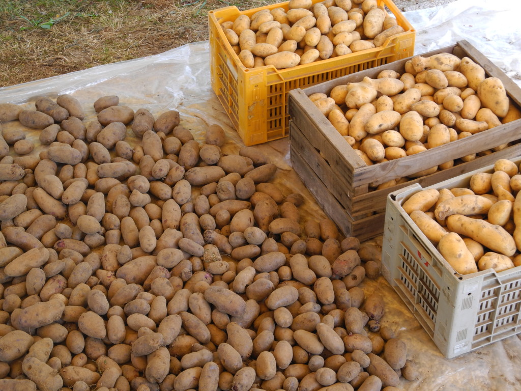 Selezione manuale delle patate_Gestialpestri
