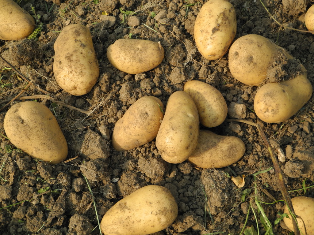 Raccolta delle patate_Gestialpestri