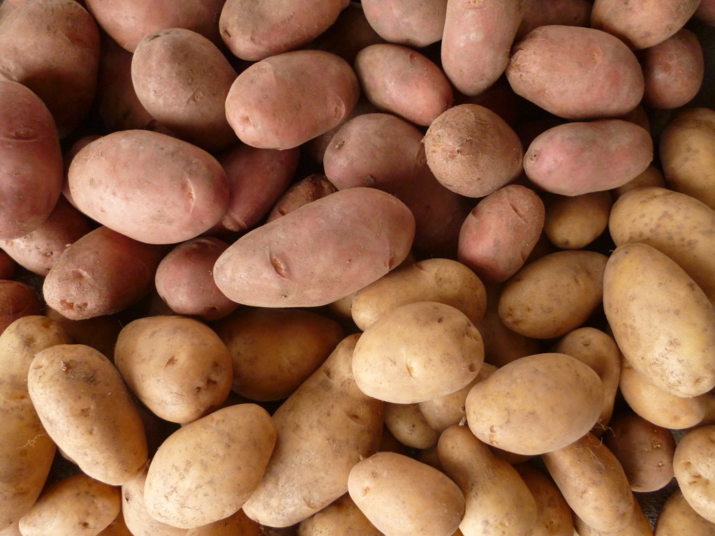 Patate_Gestialpestri