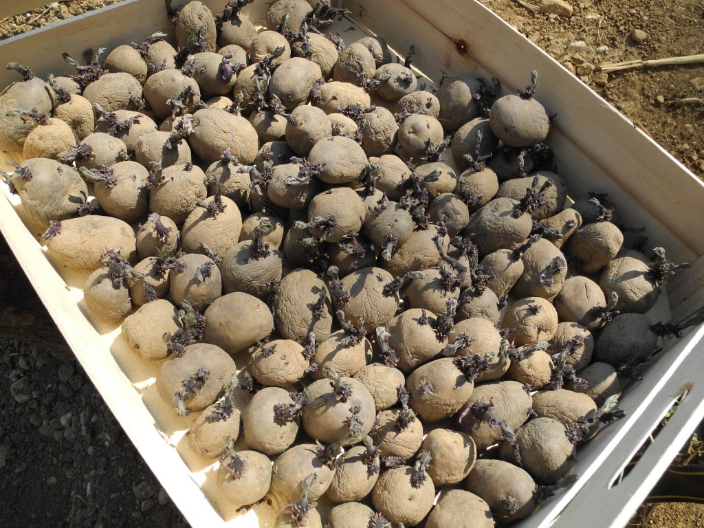 I tuberi di patate pronti per la semina_Gestialpestri