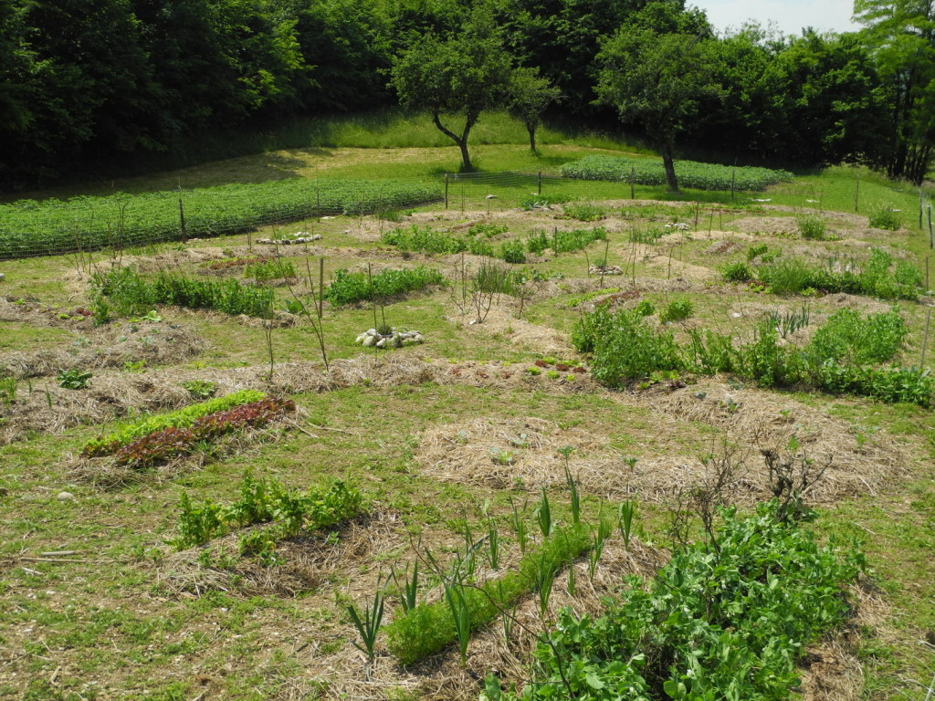 Gli orti in adozione 1