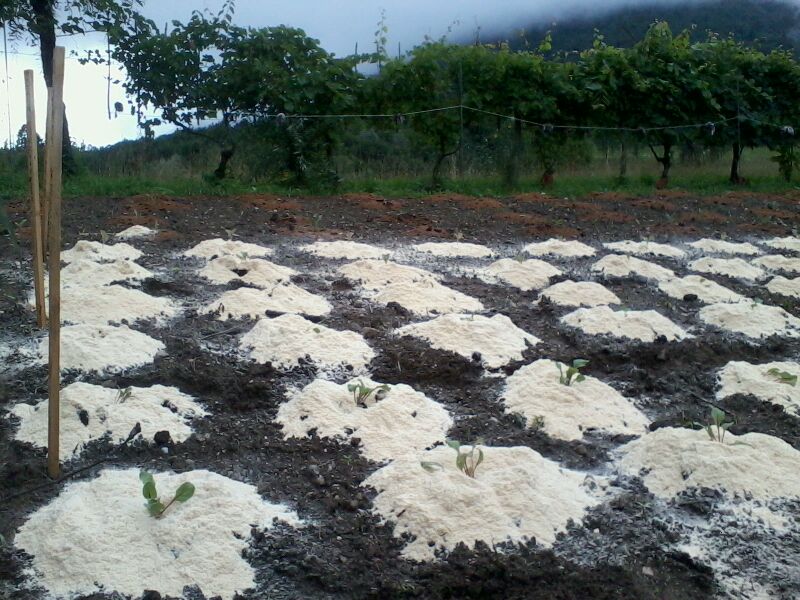 Concimazione delle piantine Gestialpestri