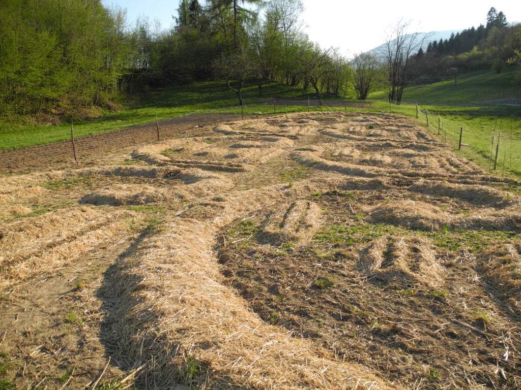 Le prime piantine spuntano dalla paciamatura