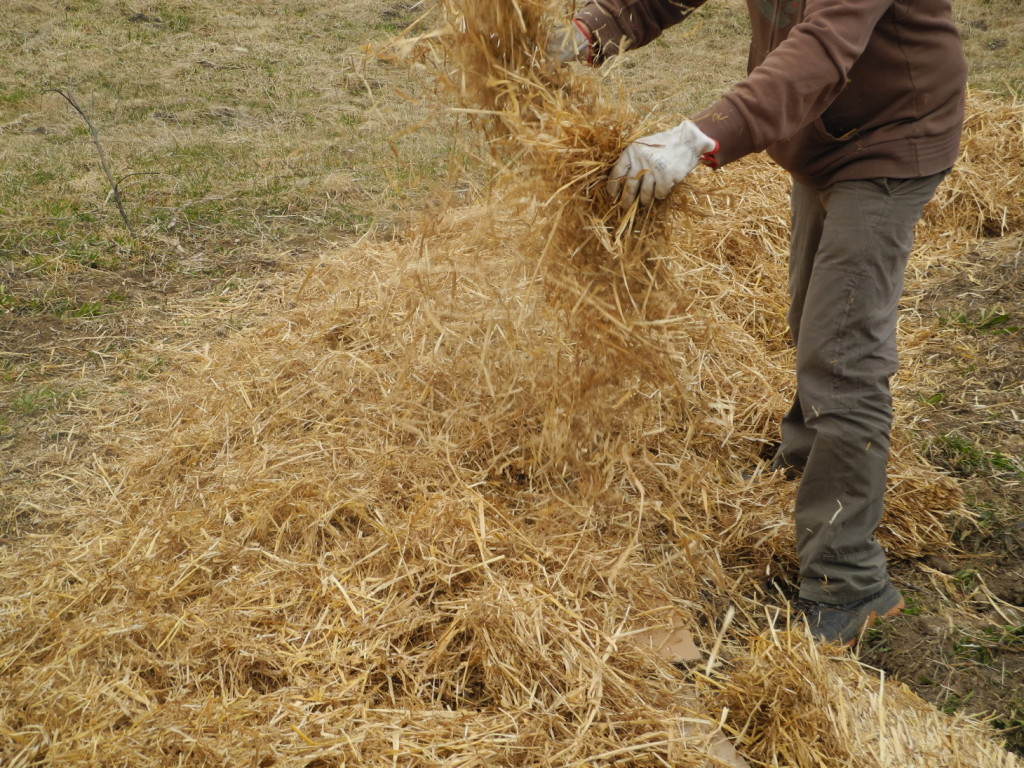 Pacciamatura con paglia